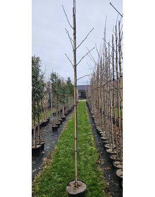 Zakdoekjesboom | Davidia involucrata