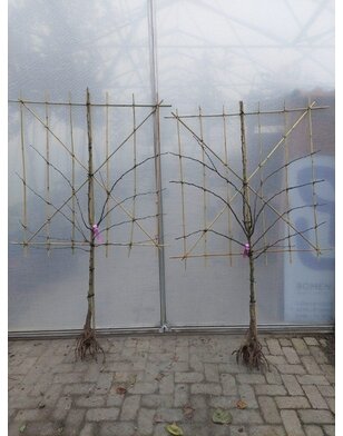 Lei-perenboom | Pyrus communis Charneux