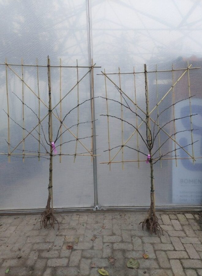 Lei-perenboom | Pyrus communis Conference