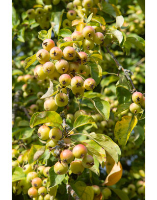 Gele sierappel | Malus Butterball