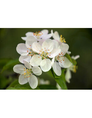 Gele sierappel | Malus Butterball