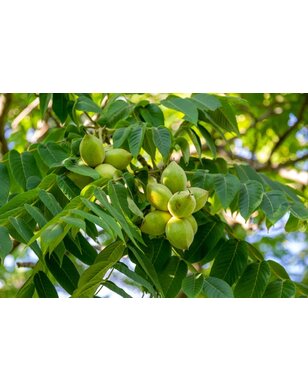 Boternoot - Juglans cinerea
