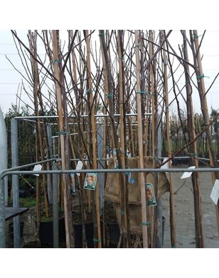 Zwarte Walnoot | Juglans nigra 'Corne du Périgord'