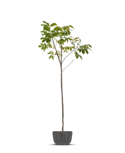 Walnoot | Juglans regia Axel