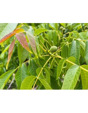 Walnoot | Juglans regia Axel