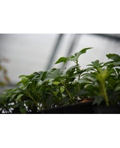 Schaduwkruid | Pachysandra terminalus