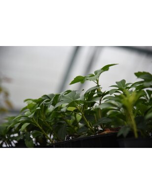 Schaduwkruid | Pachysandra term. Green Sheen