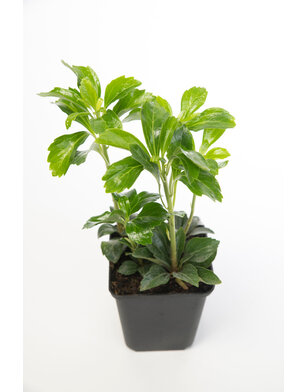 Schaduwkruid | Pachysandra term. Green Sheen
