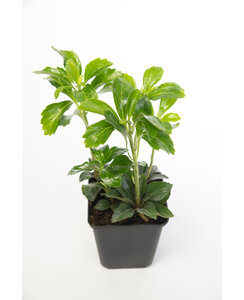 Schaduwkruid | Pachysandra ter. Green Carpet