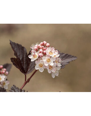 Physocarpus ‘Tuilad’ op stam