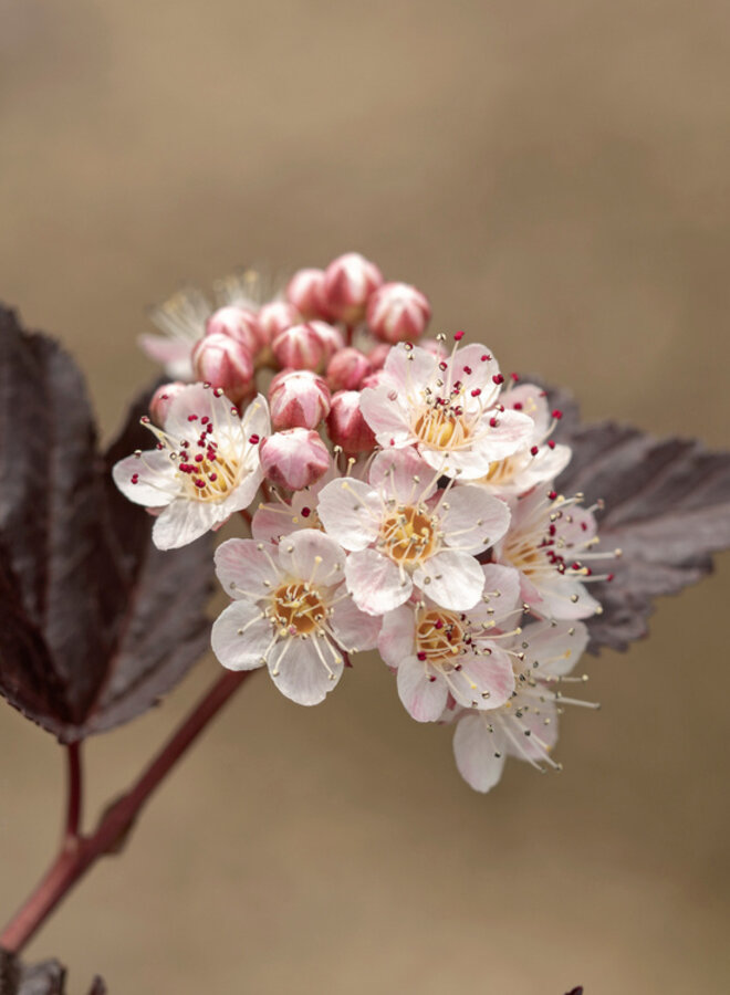 Physocarpus ‘Lady in Red’ op stam kopen