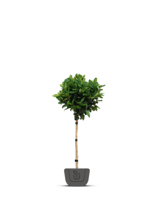 Magnolia grandiflora Little Gem