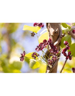 Schijnaugurk - Akebia Pentaphylla