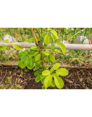 Schijnaugurk - Akebia Quinata Variegata
