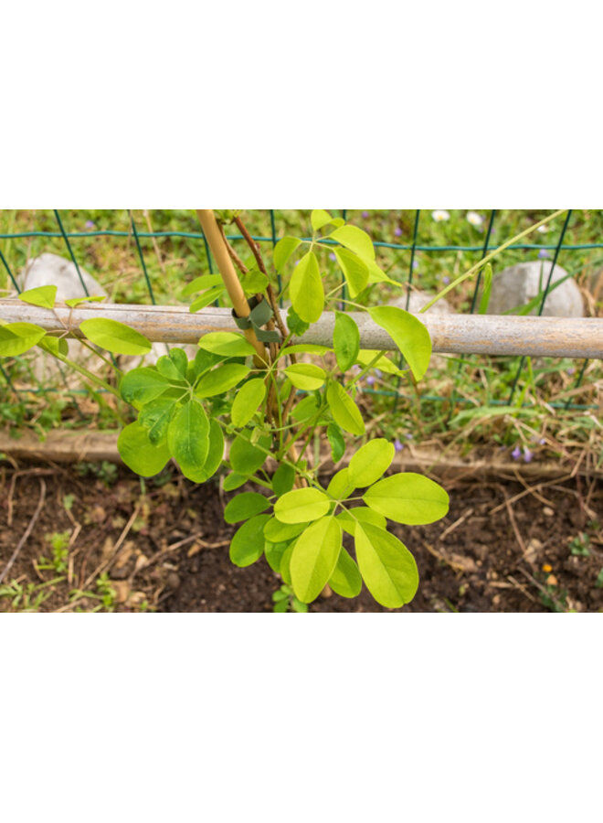 Schijnaugurk - Akebia Quinata Variegata