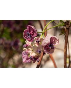 Schijnaugurk - Akebia Quin. 'Variegata'