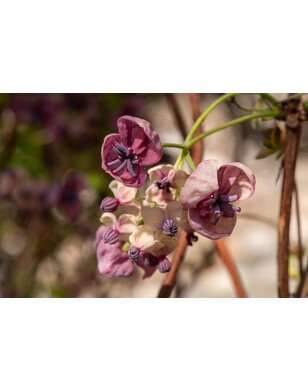 Schijnaugurk - Akebia Quinata Variegata