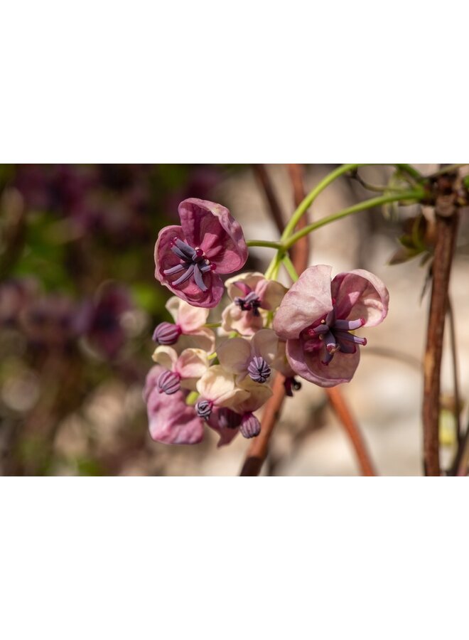 Schijnaugurk - Akebia Quinata Variegata