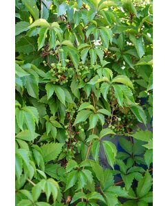 Wilde Wingerd - Parthenocissus quinquefolia
