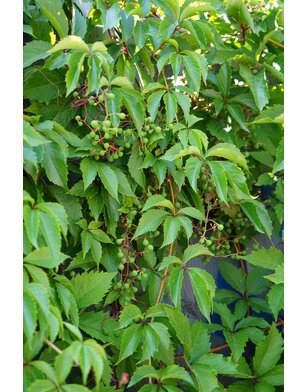 Wilde Wingerd - Parthenocissus quinquefolia