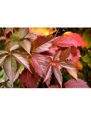 Wilde Wingerd - Parthenocissus quinquefolia