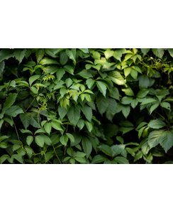 Wilde Wingerd- Parthenocissus quin. engelmannii