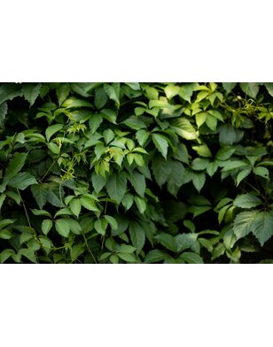 Wilde Wingerd- Parthenocissus quin. engelmannii