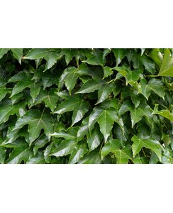 Wilde Wingerd- Parthenocissus tr. 'Veitch Boskoop'