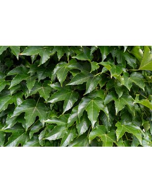 Wilde Wingerd- Parthenocissus tricuspidata 'Veitch Boskoop'