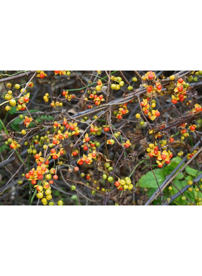 Boomwurger - Celastrus orb. Diana