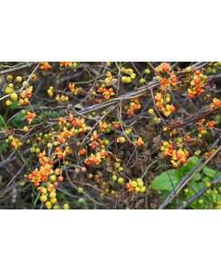 Boomwurger - Celastrus orb. Hermaphroditus