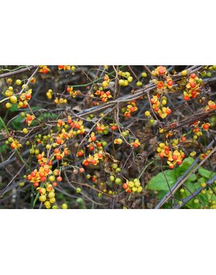 Boomwurger - Celastrus orb.  Hermaphroditus