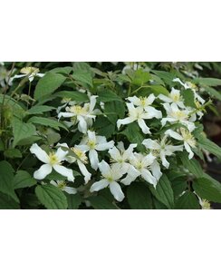 Bosrank - Clematis mont. 'wilsonii'