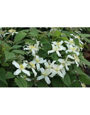 Bosrank - Clematis montana 'wilsonii'