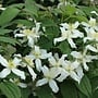 Bosrank - Clematis montana 'wilsonii'