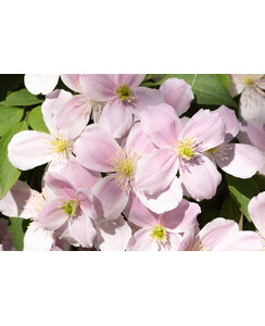 Bosrank - Clematis mont. 'rubens'