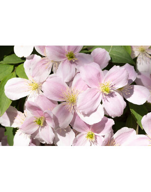 Bosrank - Clematis montana 'rubens'