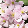 Bosrank - Clematis montana 'rubens'