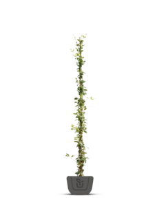 Sterjasmijn | Trachelospermum as. chilli and vanilla