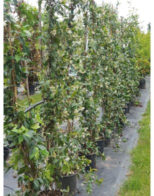 Sterjasmijn | Trachelospermum asiaticum chilli and vanilla