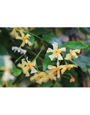 Sterjasmijn | Trachelospermum asiaticum chilli and vanilla