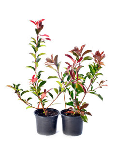 Photinia fr. Red Robin | struik