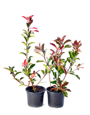 Photinia fraseri Red Robin | struik