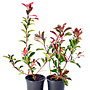Photinia fraseri Red Robin | struik