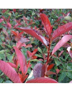 Photinia fraseri Little red Robin - struik