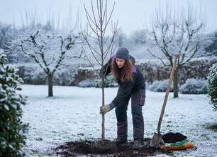 Bomen planten bij vorst of sneeuw: Kan dat? | Bomenkopen.nl