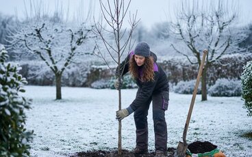 Bomen planten bij vorst of sneeuw: Kan dat? | Bomenkopen.nl