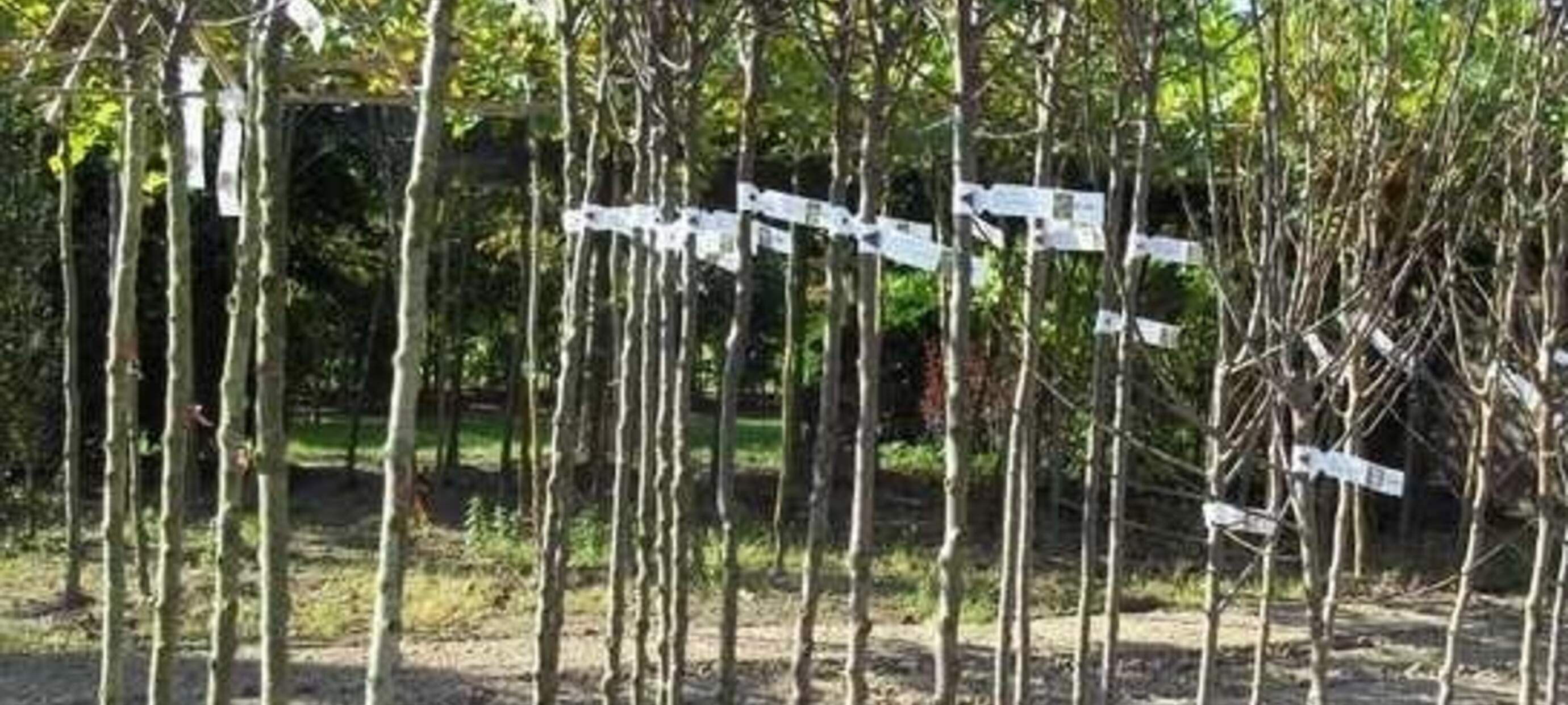 Wat te doen in de tuin in januari? Snoeien & planten [TIP] | Bomenkopen