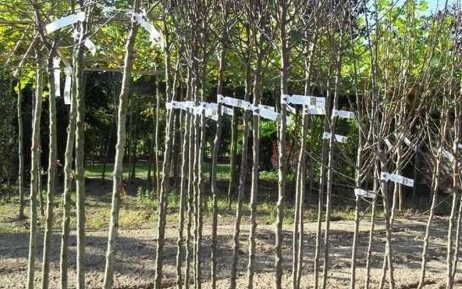 Wat te doen in de tuin in januari? Snoeien & planten [TIP] | Bomenkopen