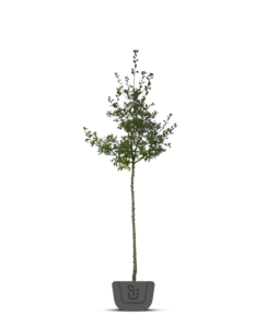 Mispel | Mespilus germanica 'Bredase Reus'